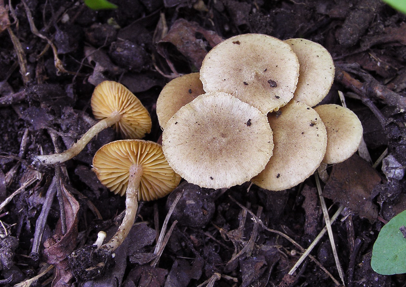 Tubaria dispersa